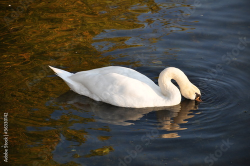 Schwan auf der Havel in Berlin