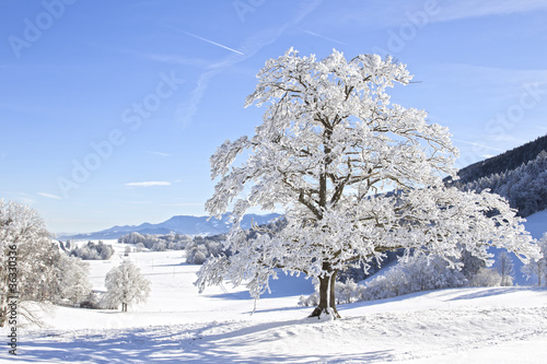 baum im winter