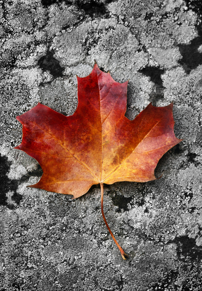 Autumn leaf Autumn leaf