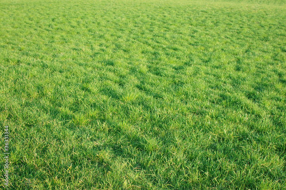 Green Grass