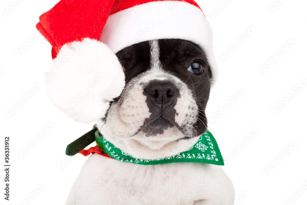 french bulldog puppy wearing a santa cap
