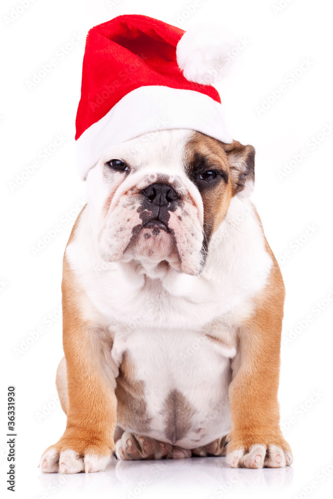 suspicious santa english bulldog puppy