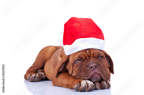 sleepy santa puppy