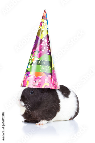 guinea pig wearing a party hat