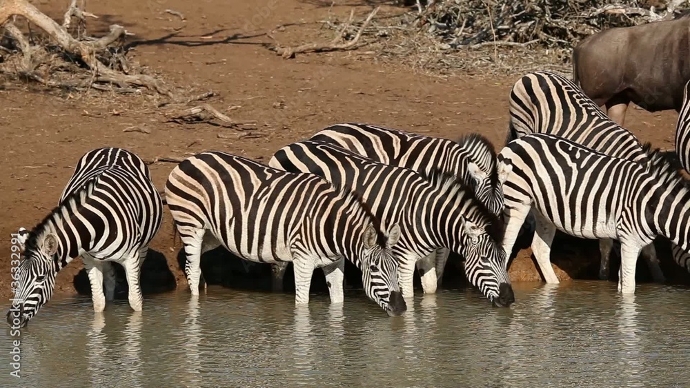 Zebras drinking water with wildebeest walking by, South Africa Zebras drinking water with wildebeest walking by, South Africa