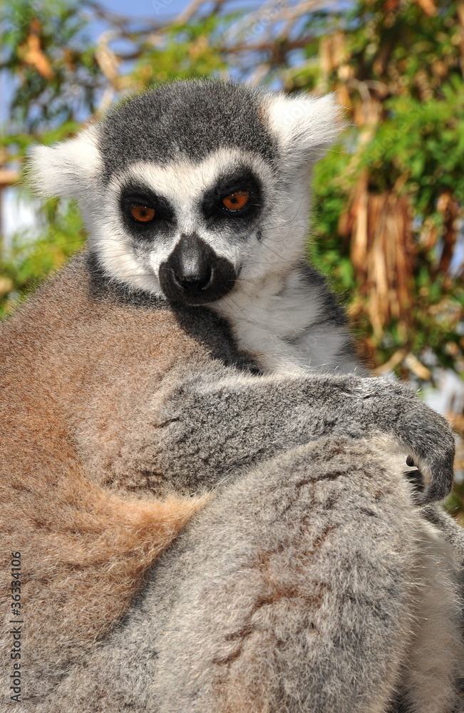 Fototapeta premium Lemur monkey close-up