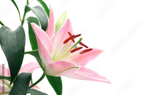 Pink white lily
