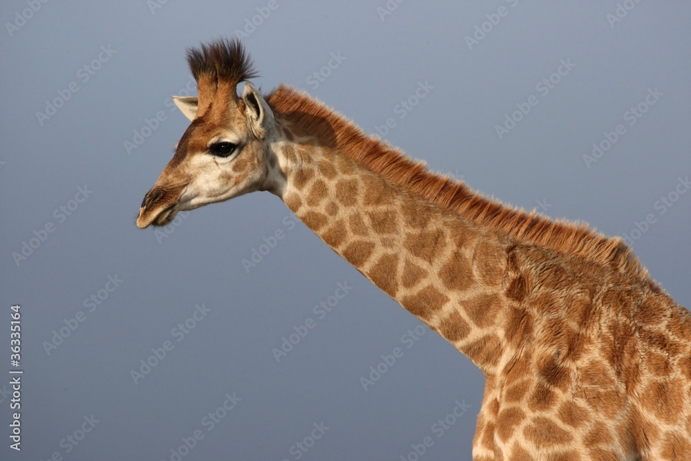 Obraz premium Giraffe Portrait