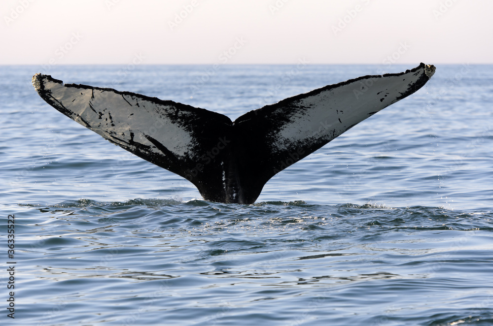 Fototapeta premium Humpback Whale