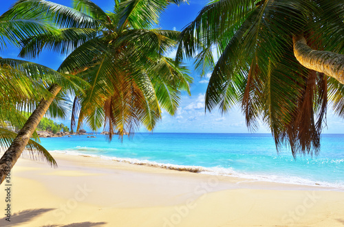 Palm over tropical beach © Oleg Znamenskiy