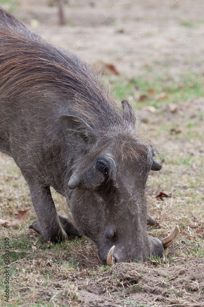 Fototapeta premium African warthog on his knees