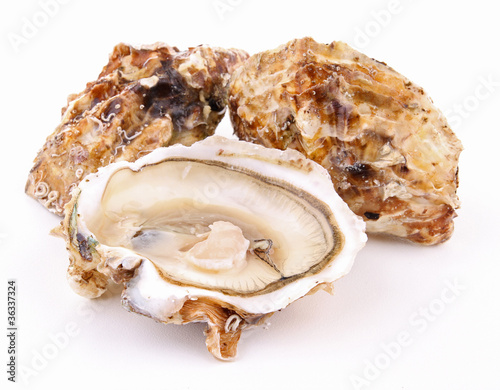isolated oyster on white