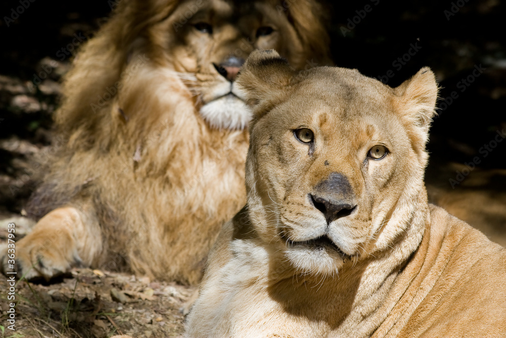Fototapeta premium lion and lioness