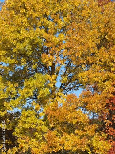 Herbstliche Bl  tter am Baum