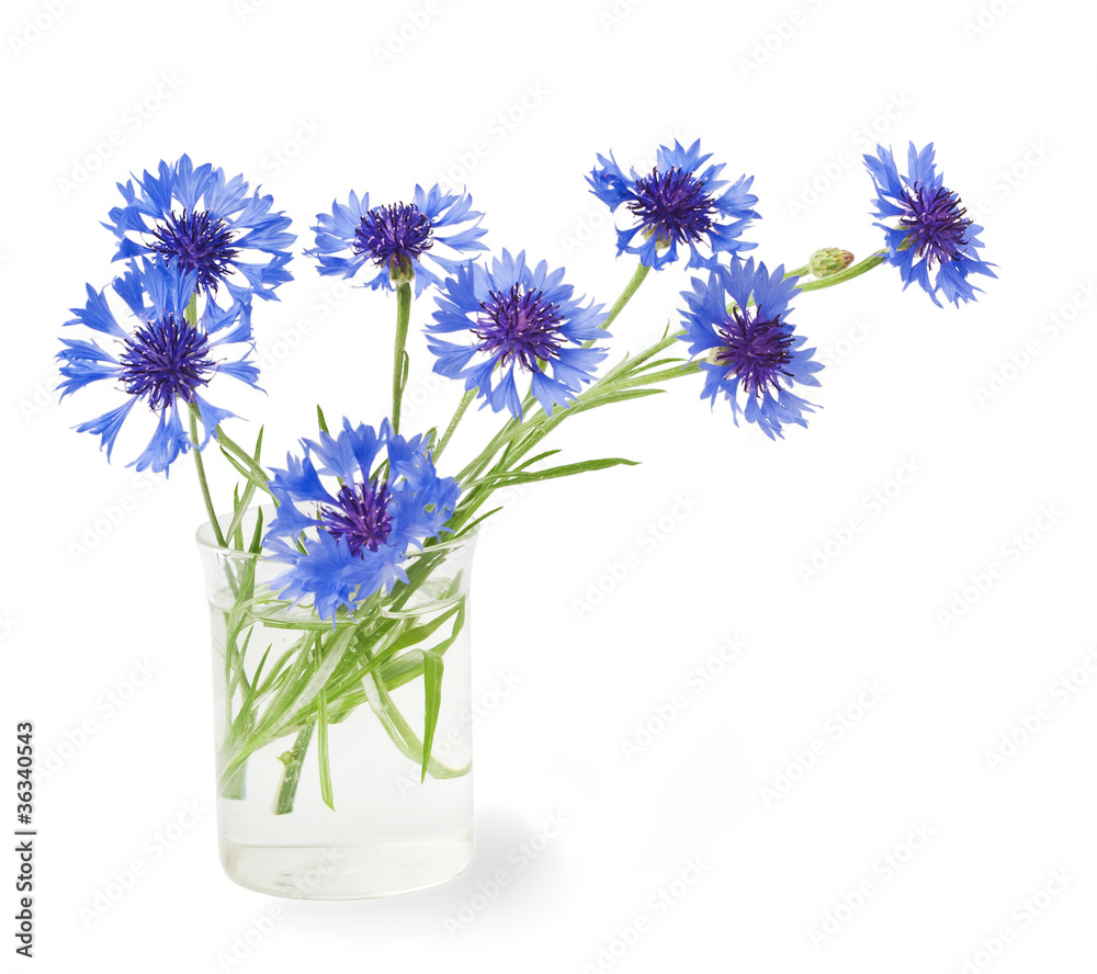 bouquet of cornflowers isolated on white background bouquet of cornflowers isolated on white background