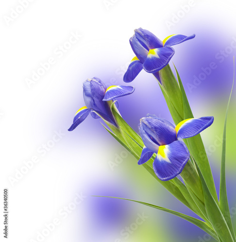 Fototapeta Naklejka Na Ścianę i Meble -  bouquet of beautiful irises