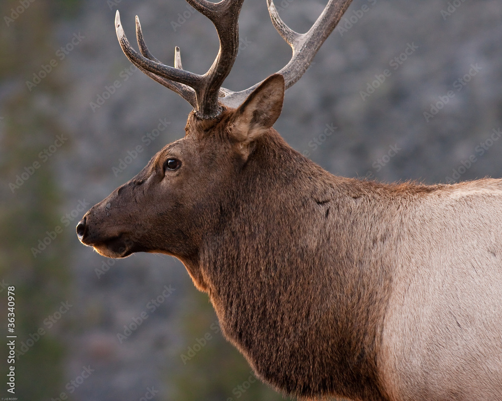 Bull Elk Bull Elk