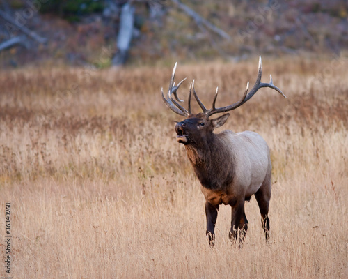 Bull Elk