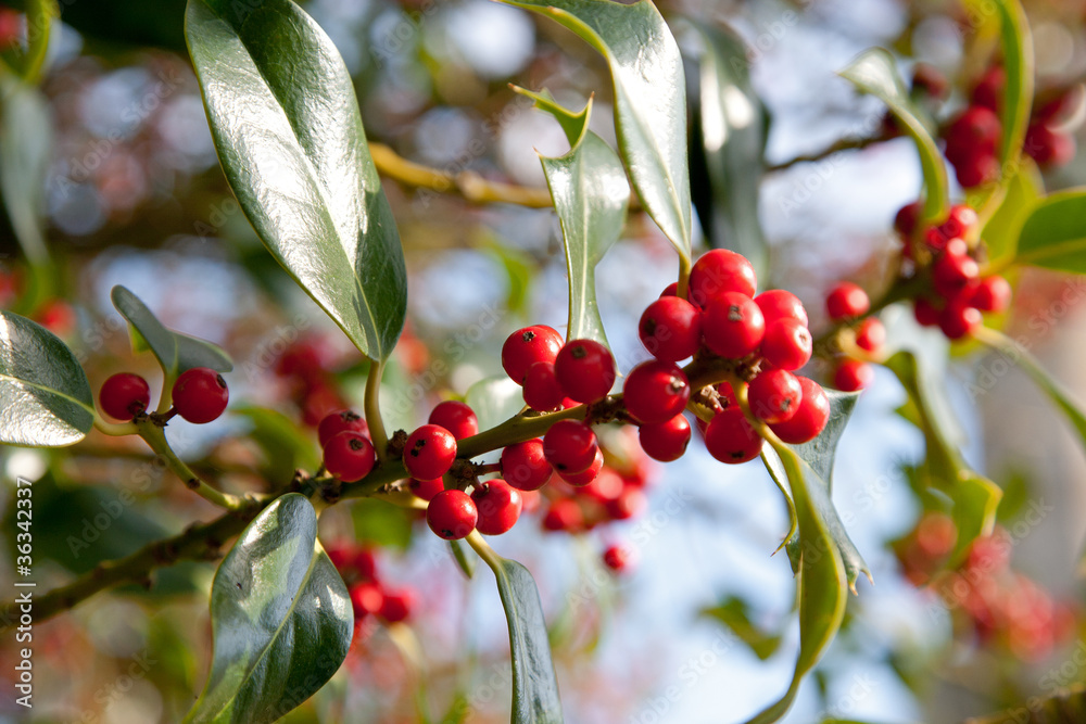 Obraz premium Holly Berries