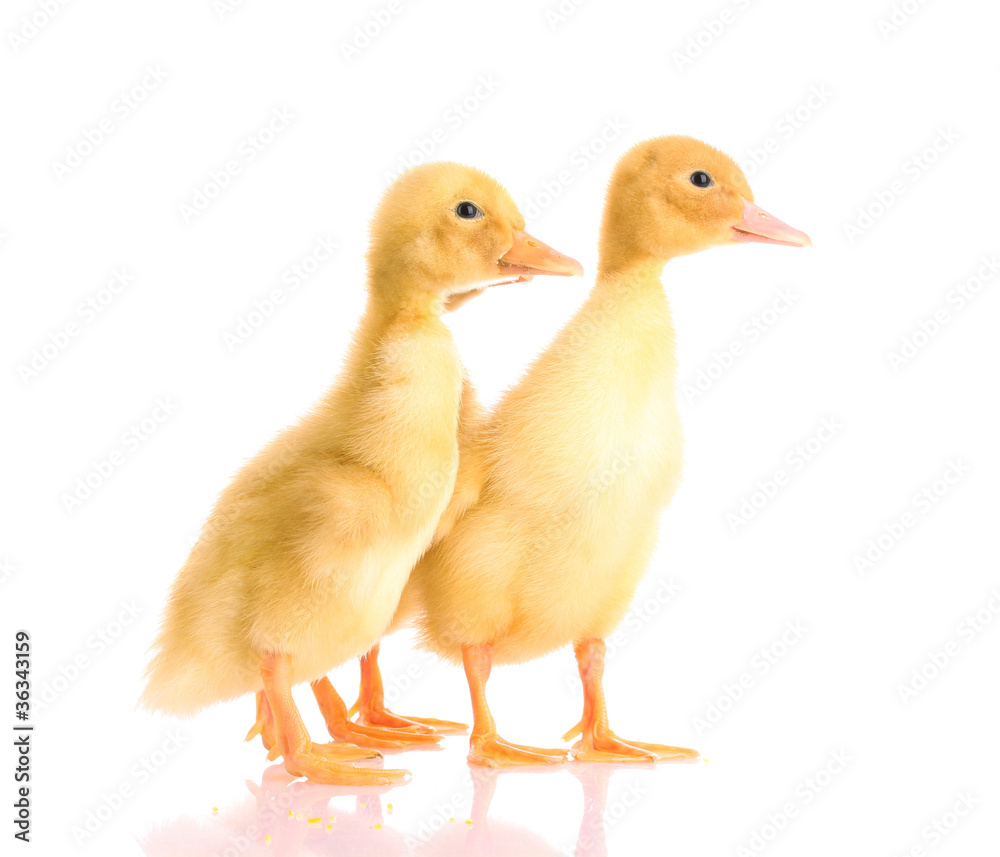 two yellow duck isolated on white