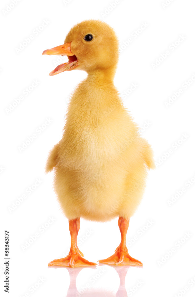 Fototapeta premium a duckling isolated on white