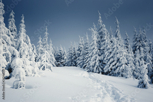 Winter landscape © Oleksandr Kotenko
