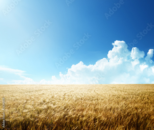 Fotografia field of barley and sunny day