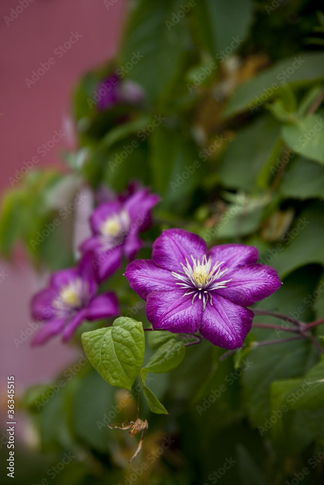 Obraz premium clematis