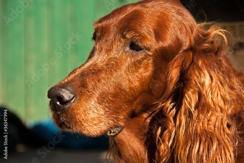 Irish Setter