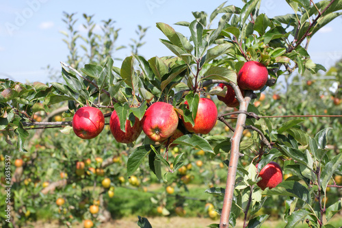 apple orchard in summer, covered with colorful apples