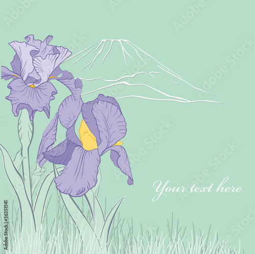spring iris flower