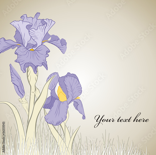 spring iris flower