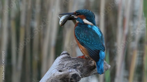 Common Kingfisher -  Alcedo atthis