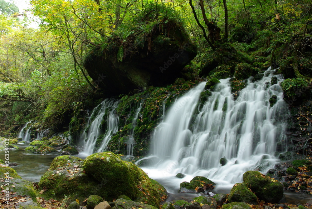 Fototapeta premium 元滝伏流水