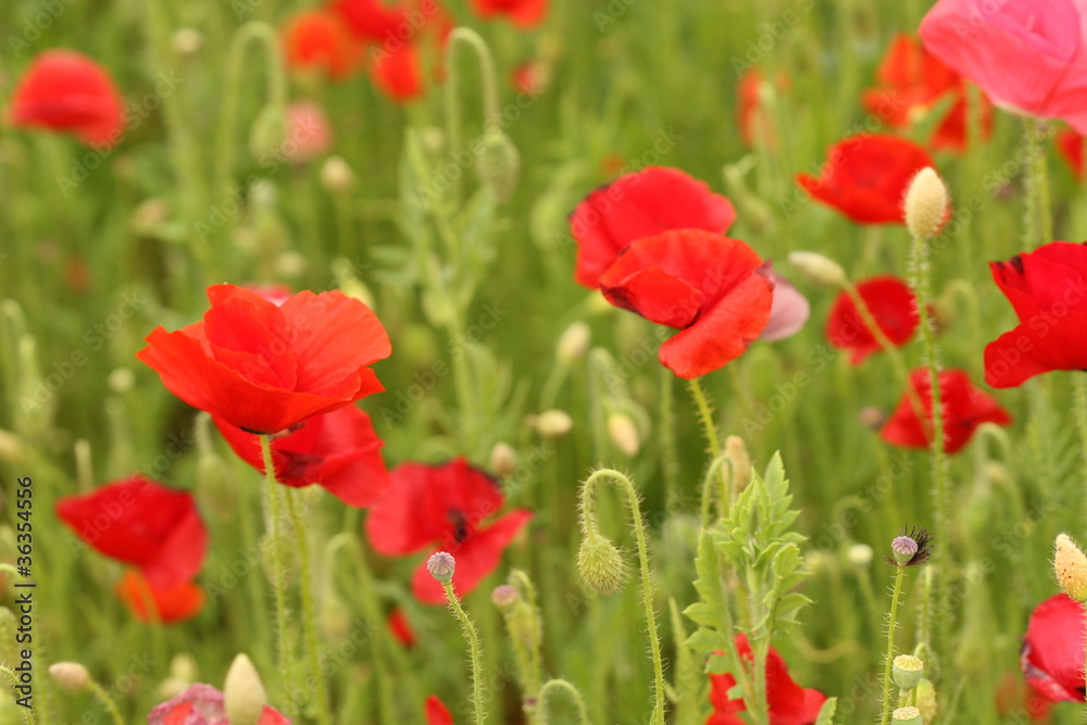 poppy flower poppy flower