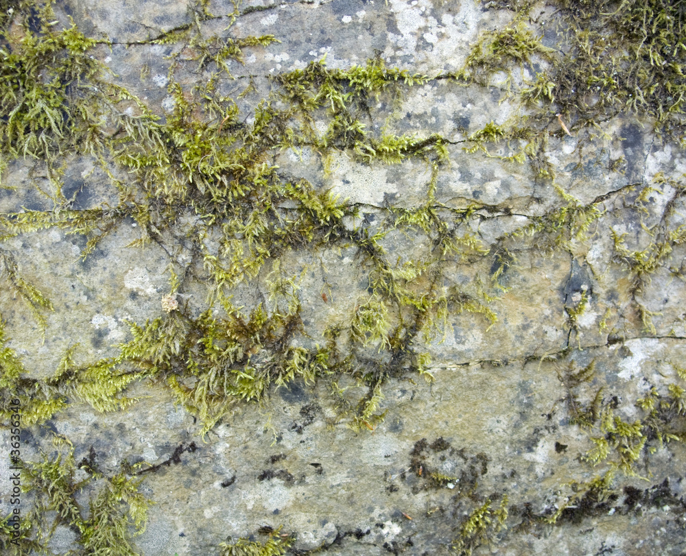 Obraz premium stone surface with moss and lichen