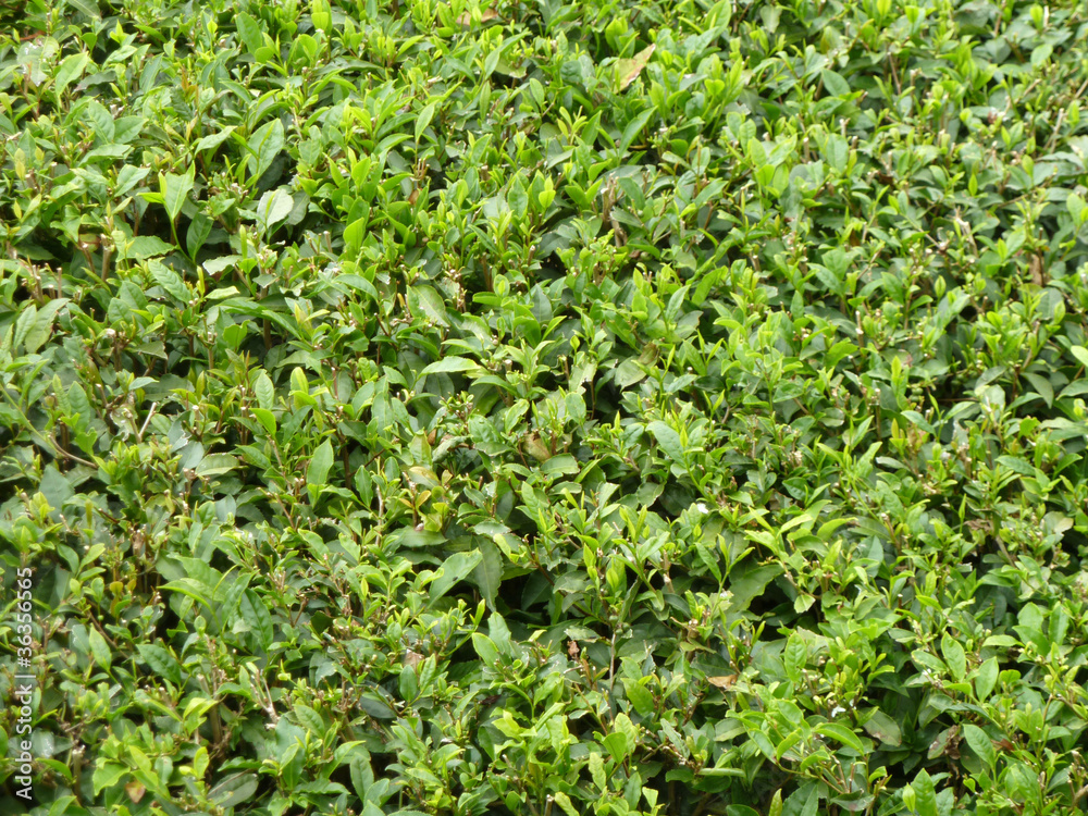 tea plantation closeup tea plantation closeup