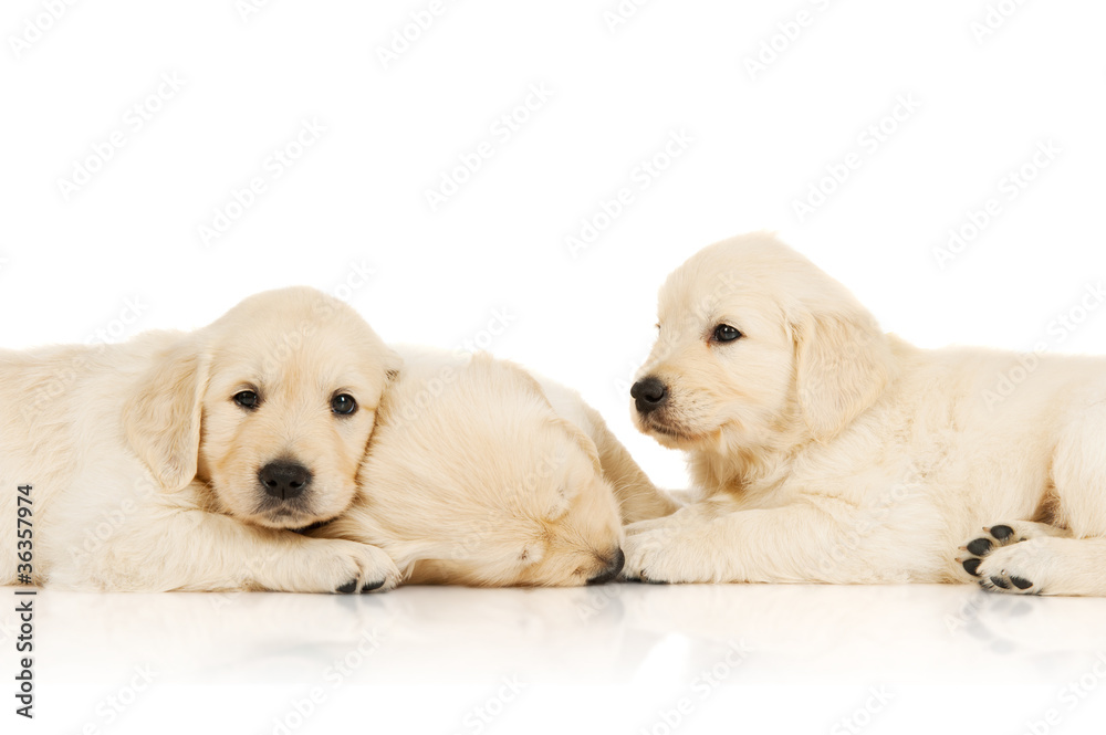 three sleeping puppies three sleeping puppies