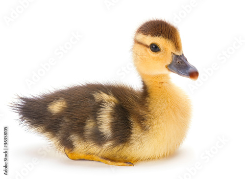 Brown duckling photo