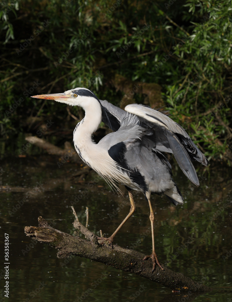 Fototapeta premium Grey heron ready for take off