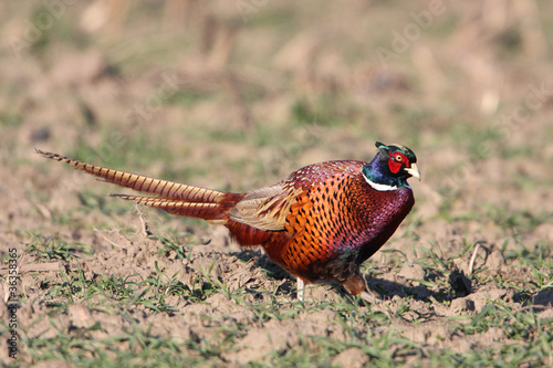 Pheasant male looking around