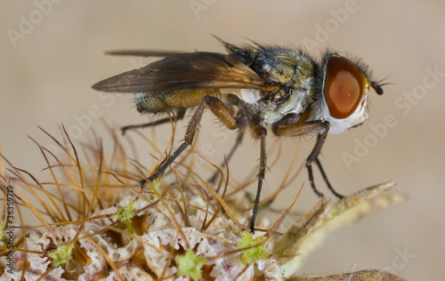 Fly Tachinidae photo