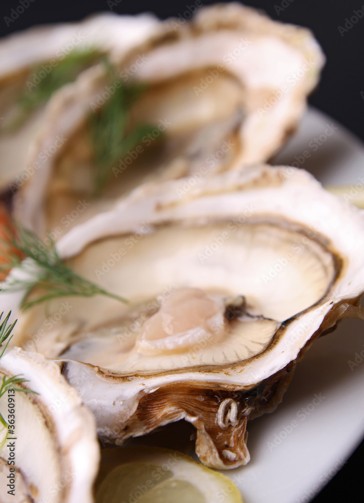 oyster oyster