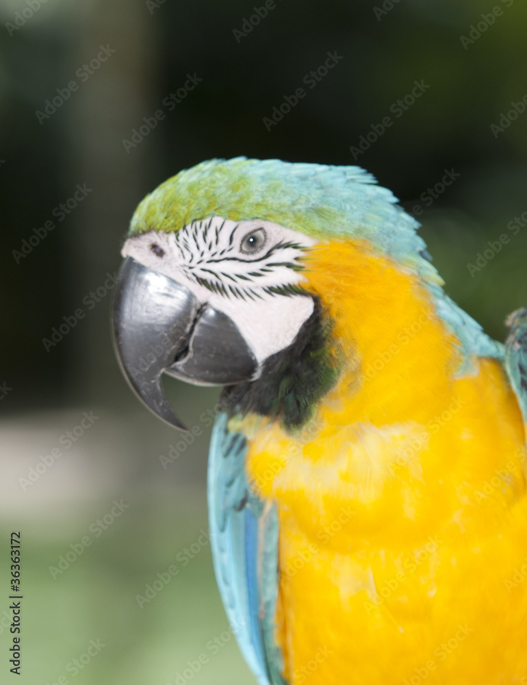 Parrot Parrot