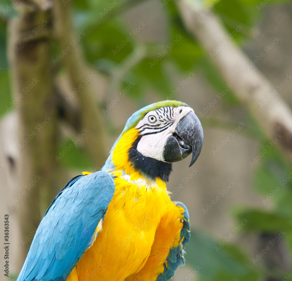 Fototapeta premium Parrot