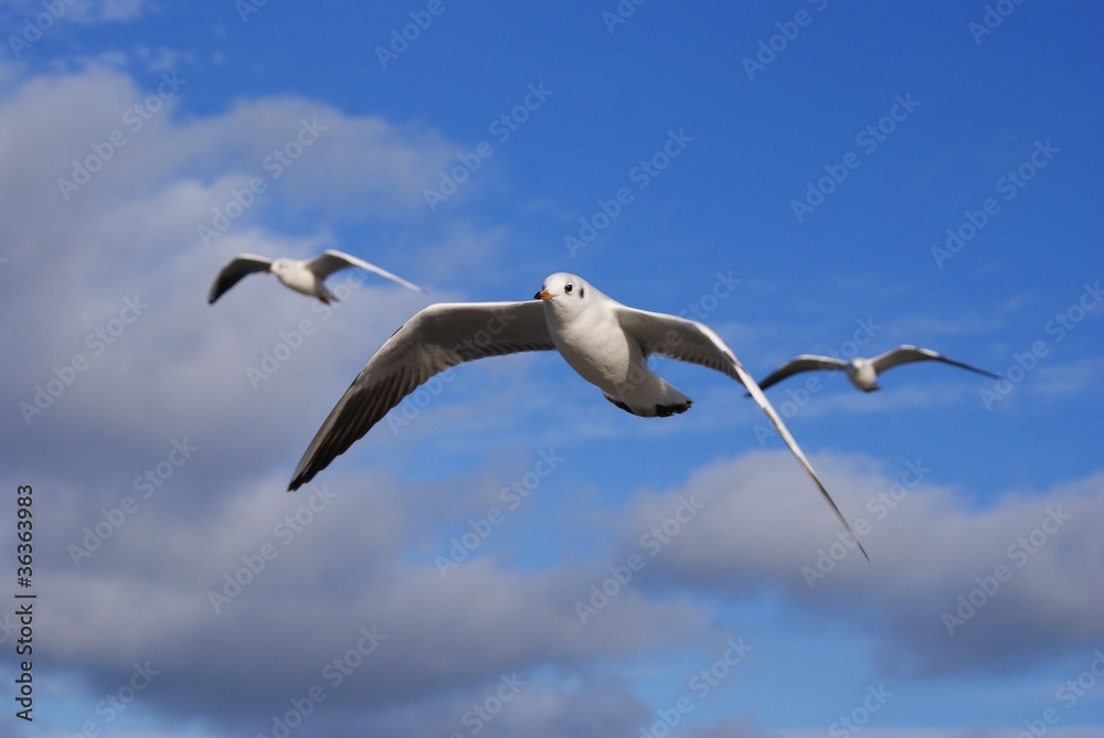 Seagull Seagull