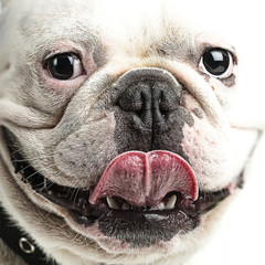 Leinwandbilder Französische Bulldogge Französische Bulldogge entspannt liegend  © Krakenimages.com
