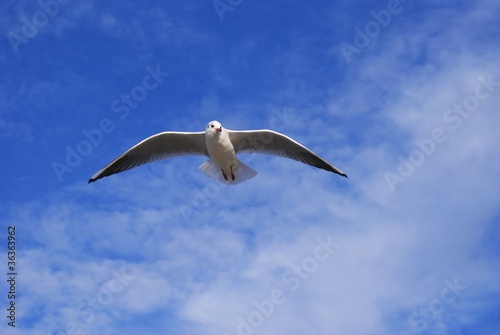 Seagull