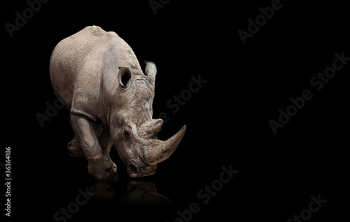 Photo rhinoceros