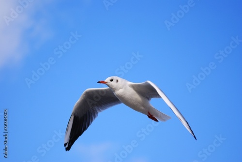 Seagull